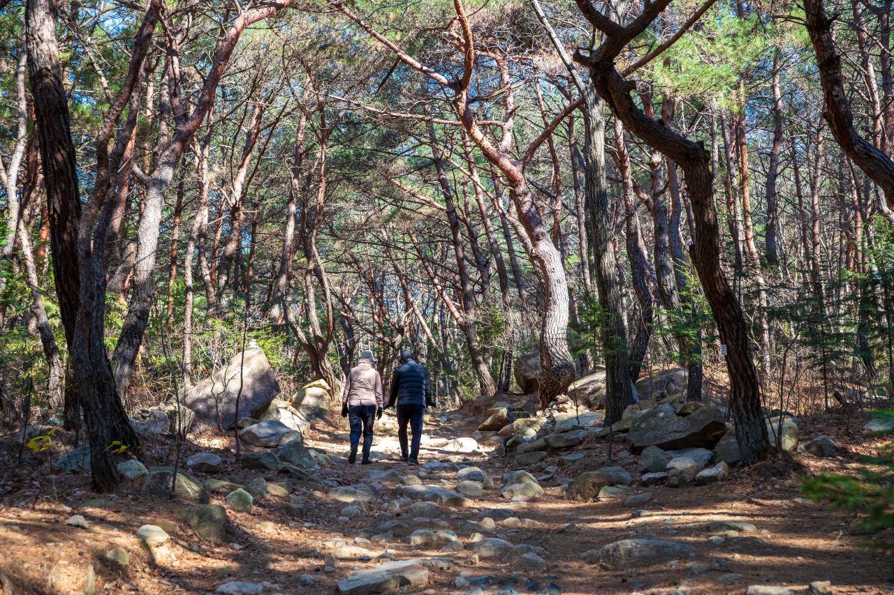 천마산 편백산림욕장