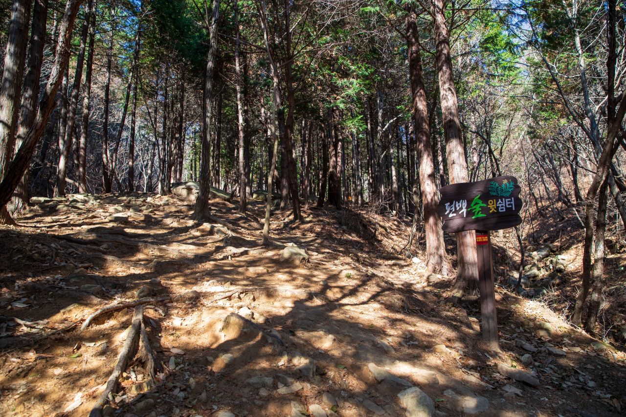 천마산 편백산림욕장