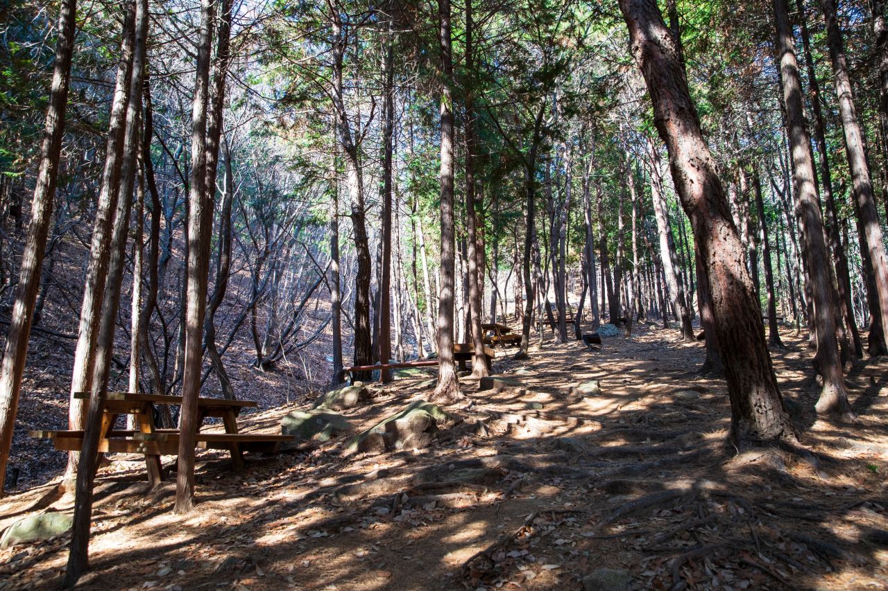 천마산 편백산림욕장