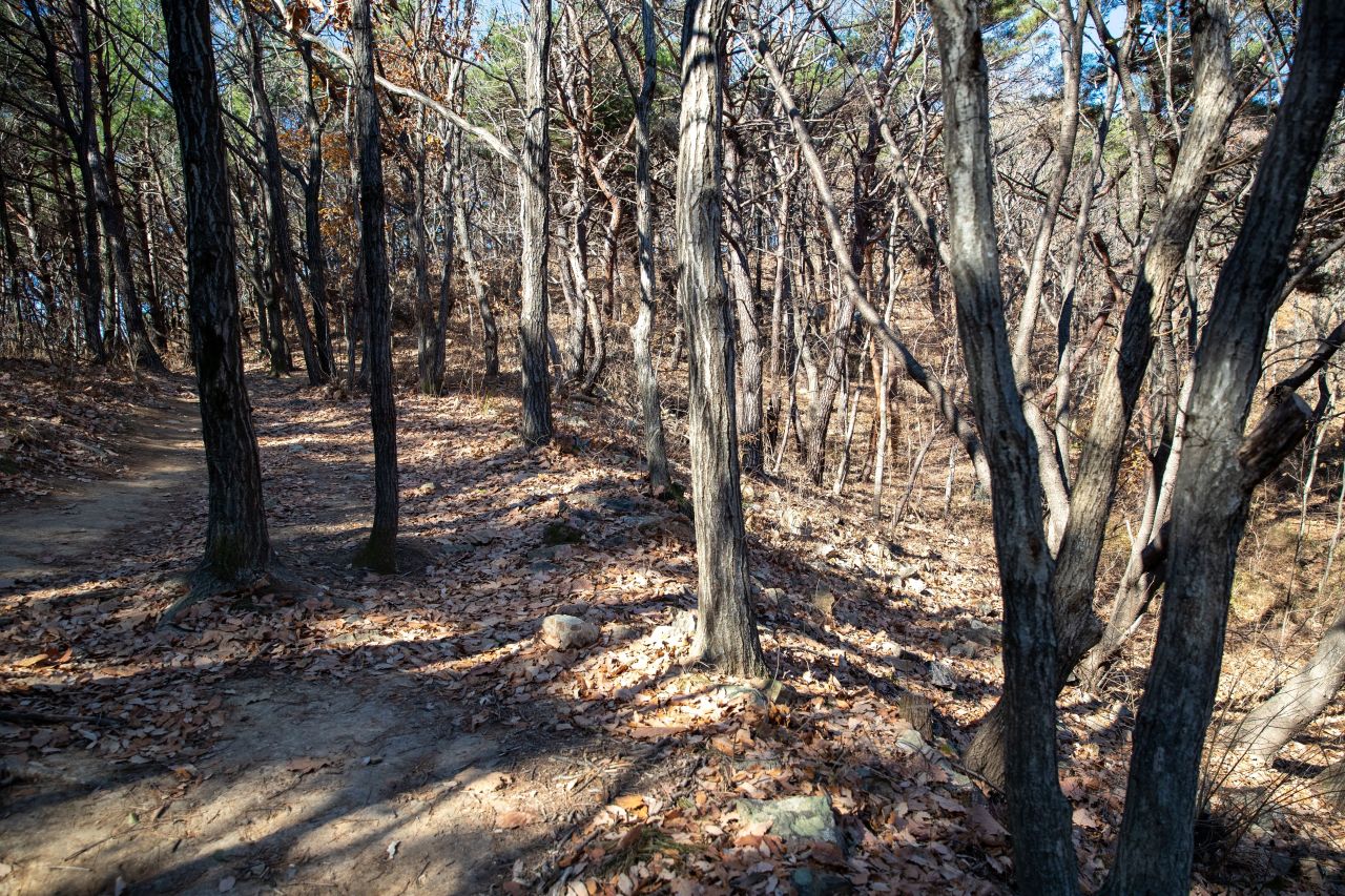 천마산 편백산림욕장