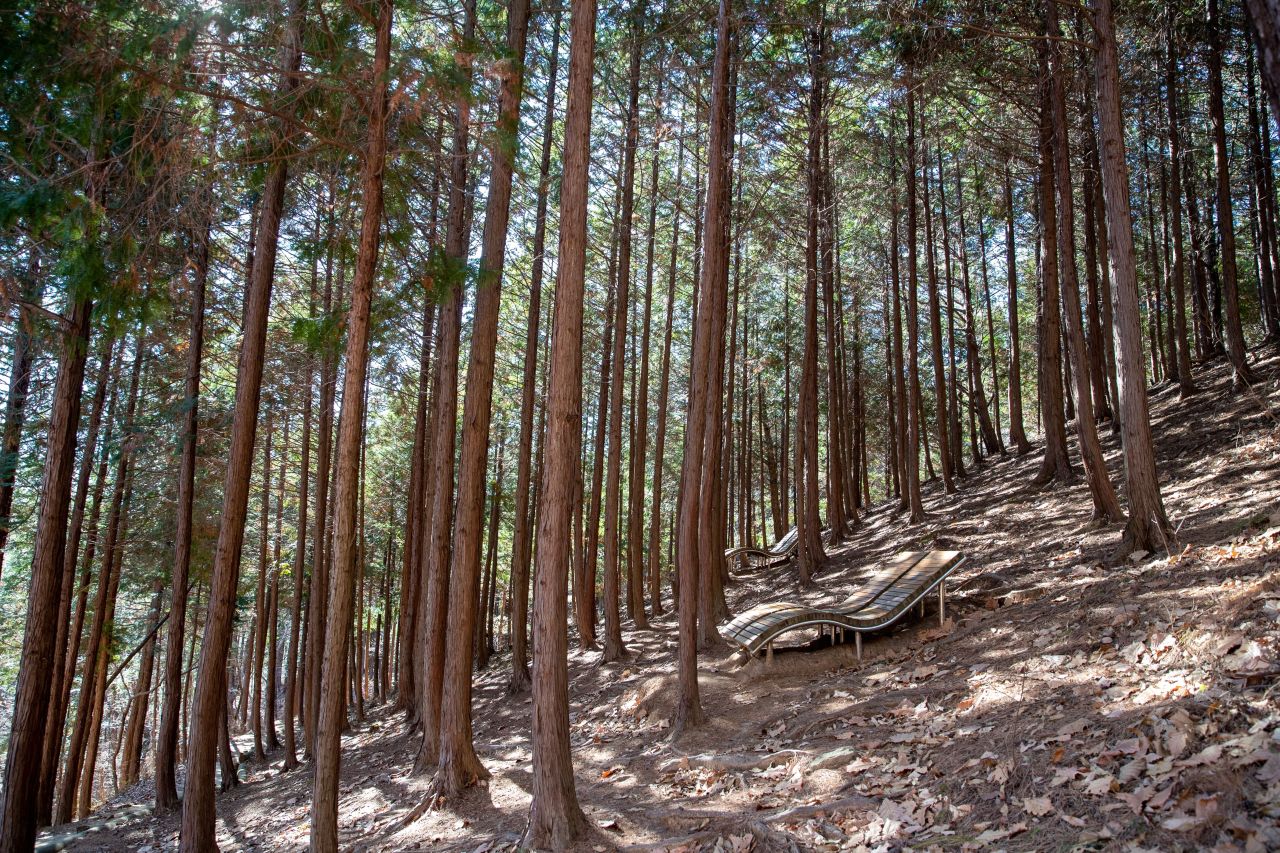 천마산 편백산림욕장