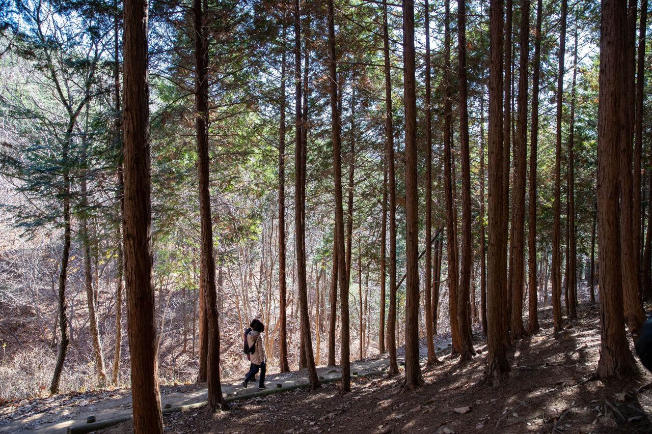 천마산 편백산림욕장