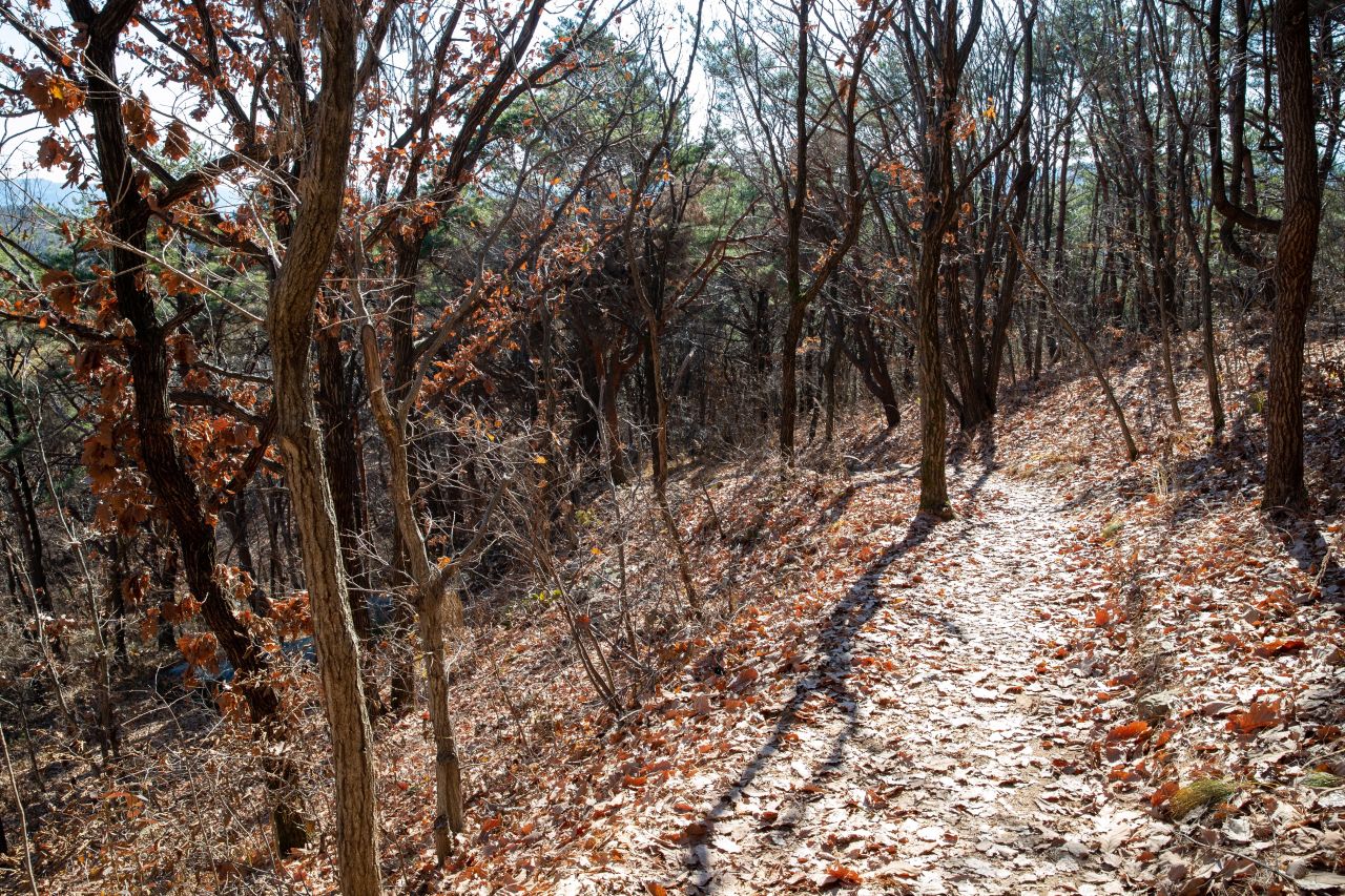 천마산 편백산림욕장