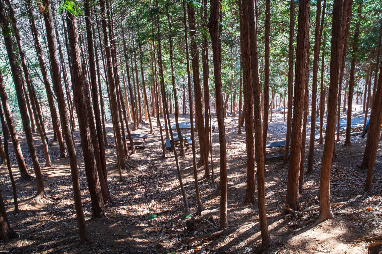 천마산 편백산림욕장