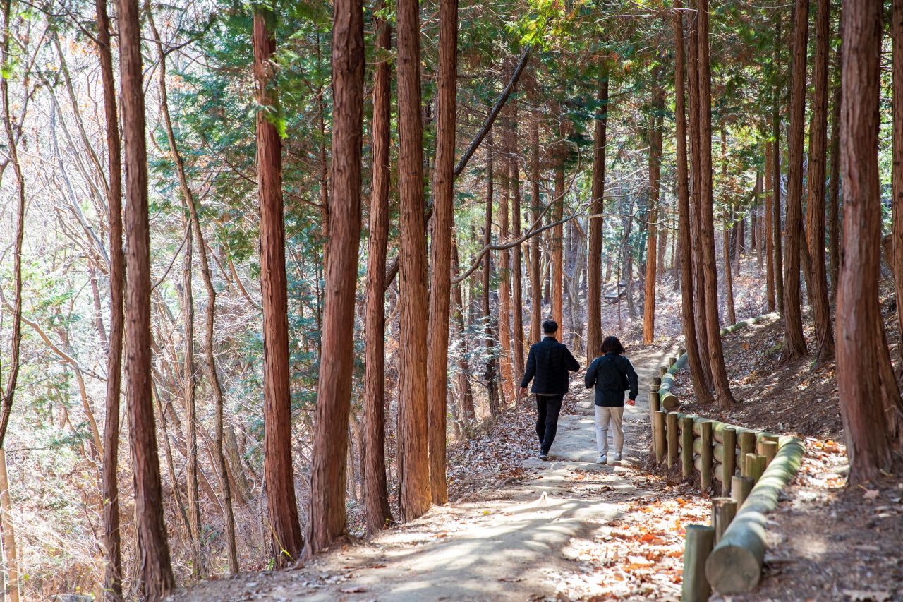 천마산 편백산림욕장
