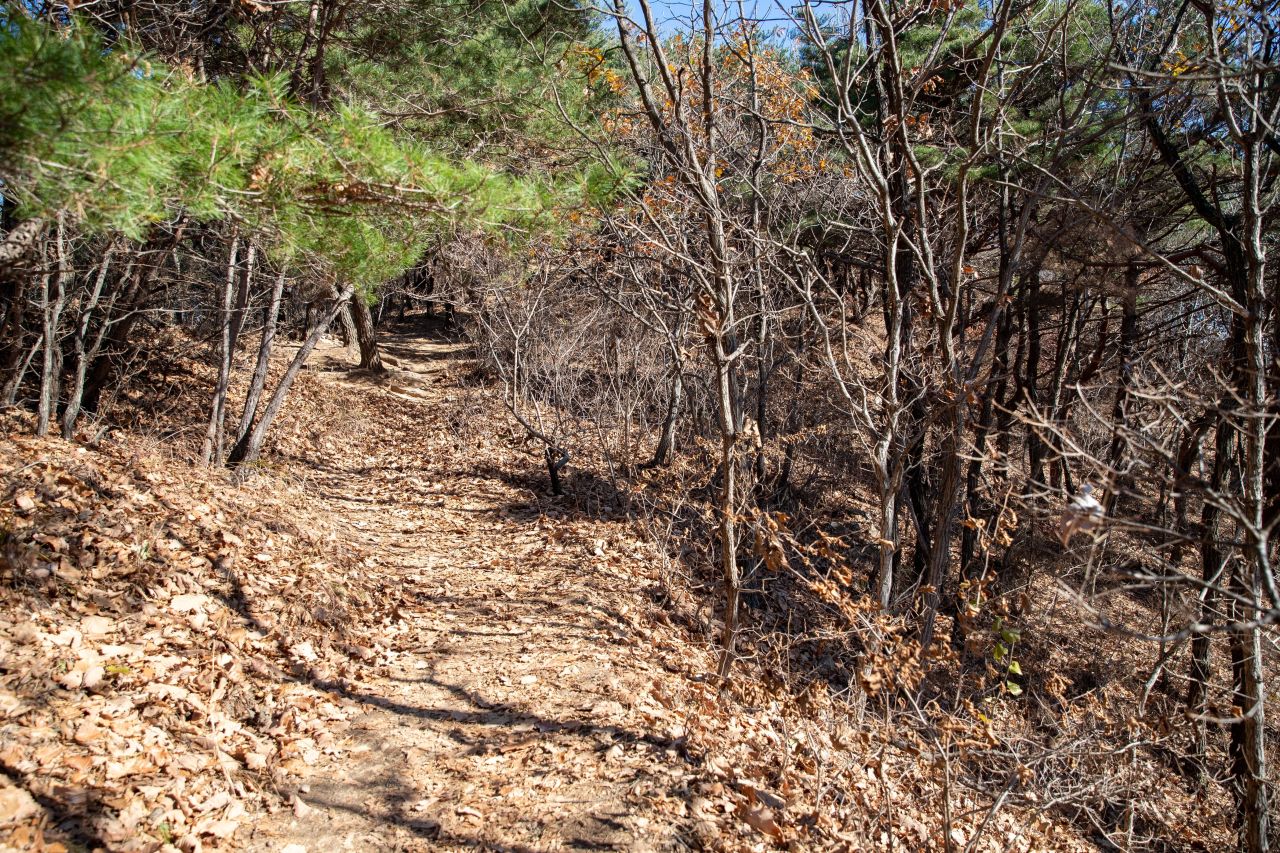 천마산 편백산림욕장