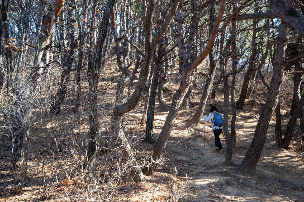 천마산 편백산림욕장