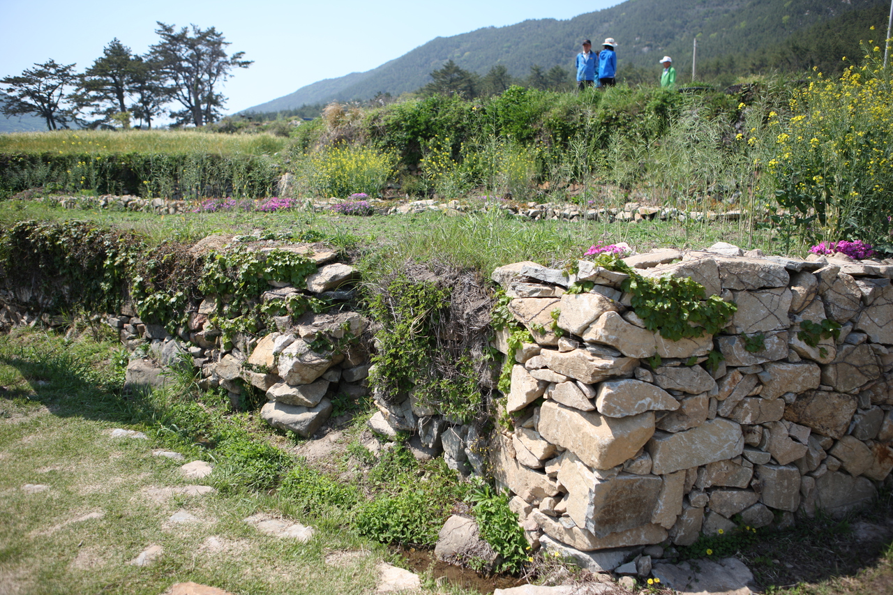 청산도 구들장논