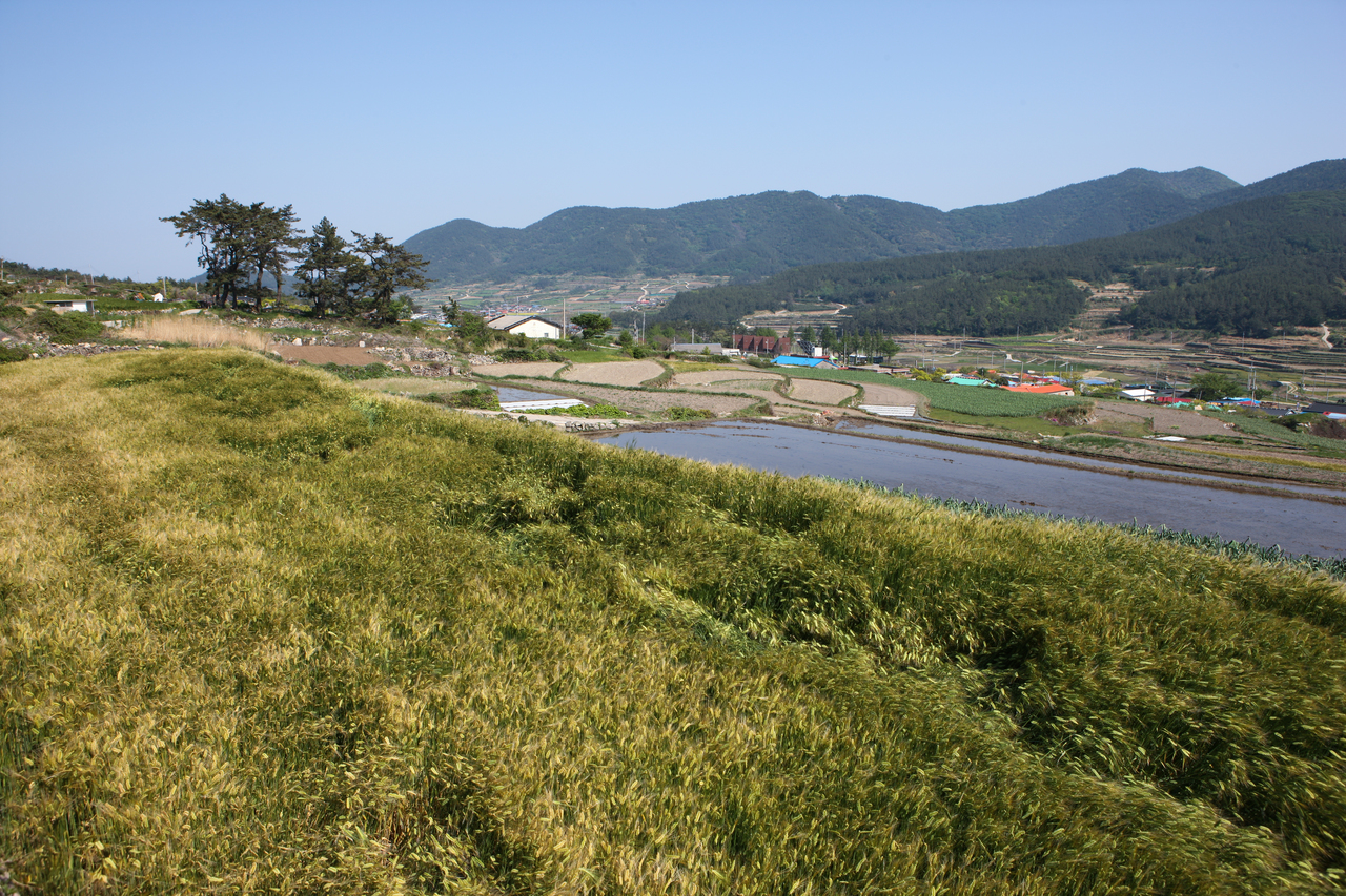 청산도 구들장논