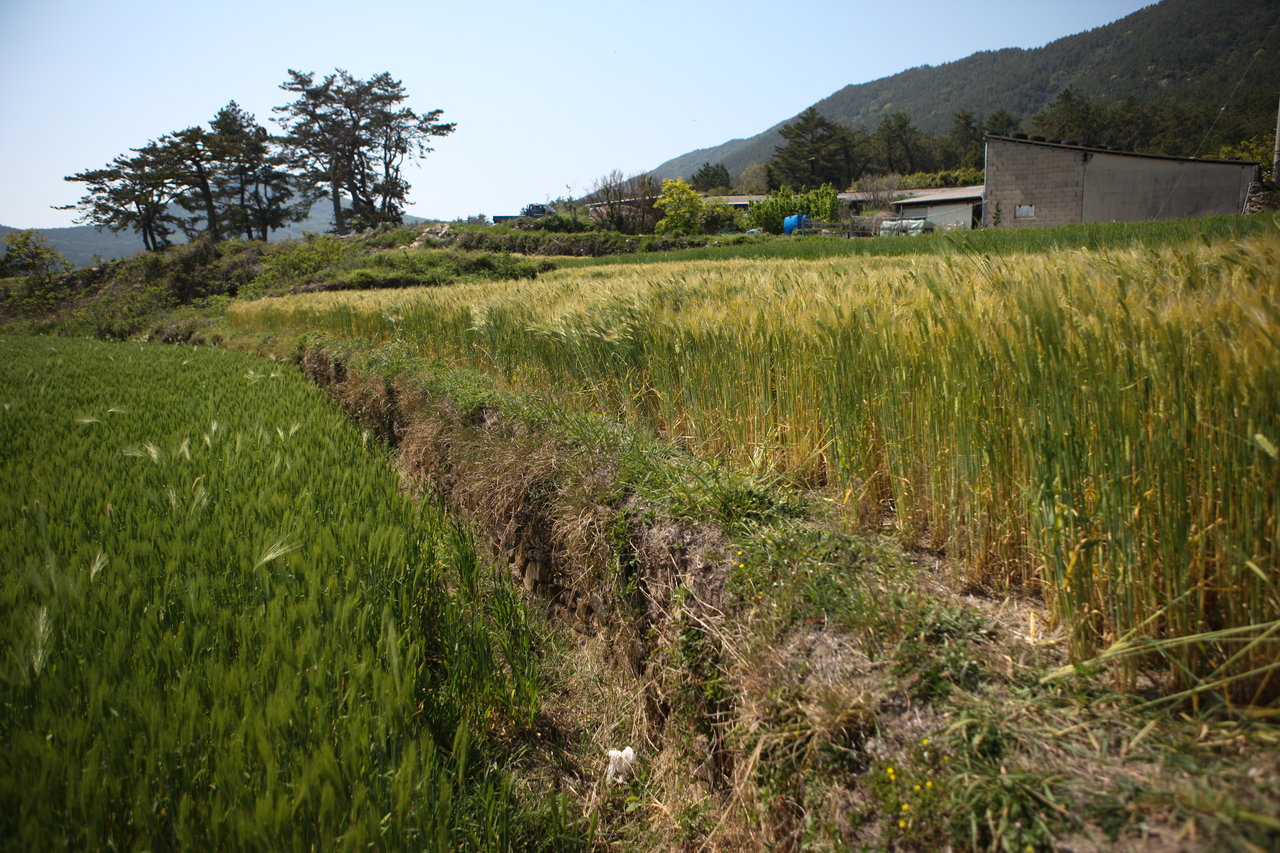 청산도 구들장논