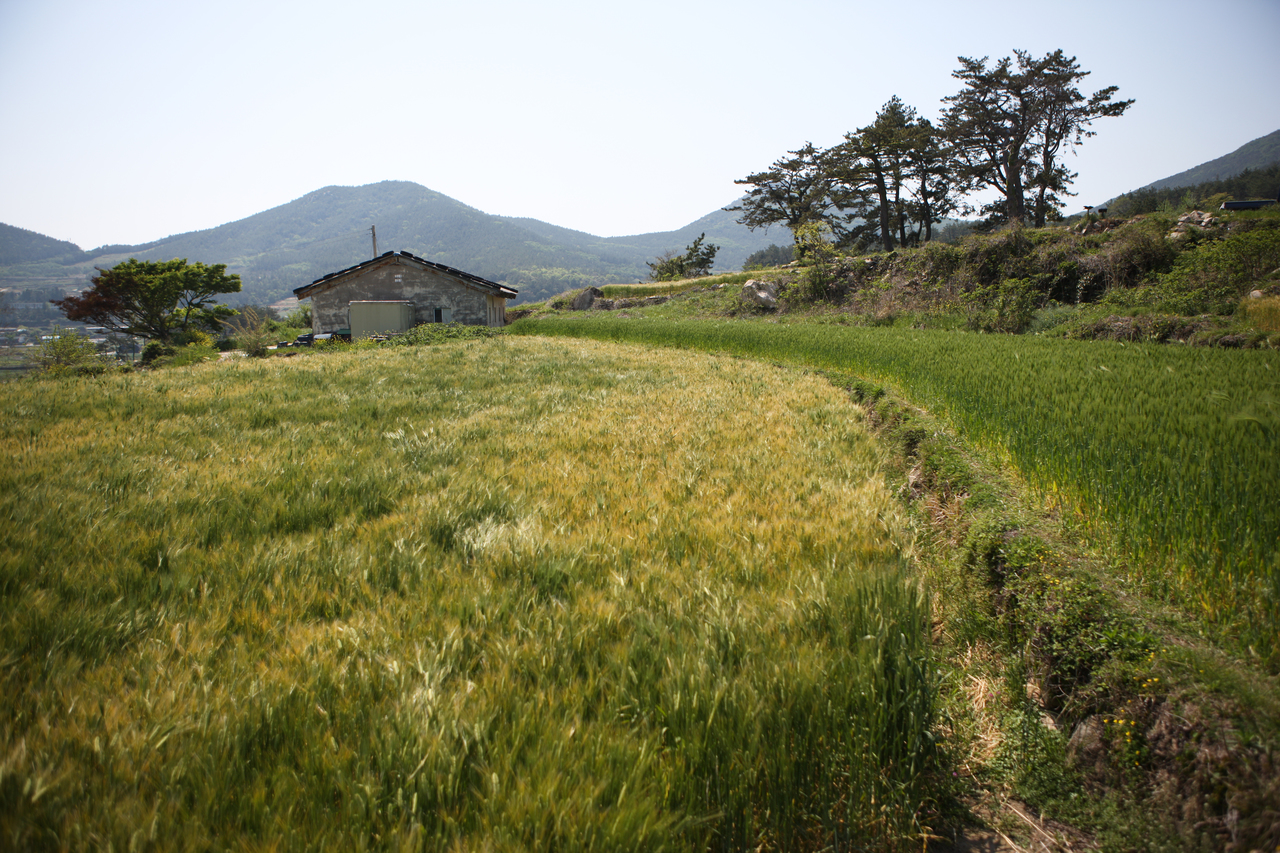 청산도 구들장논