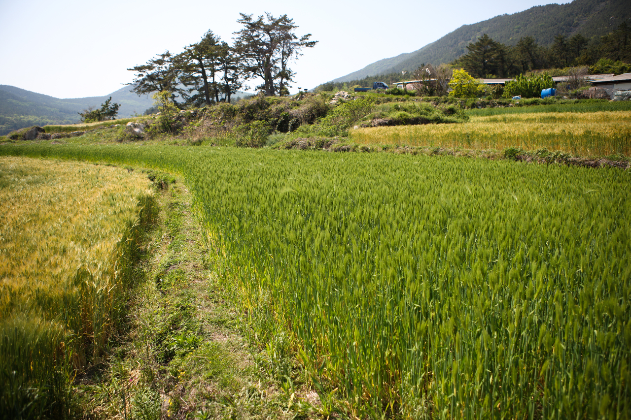 청산도 구들장논