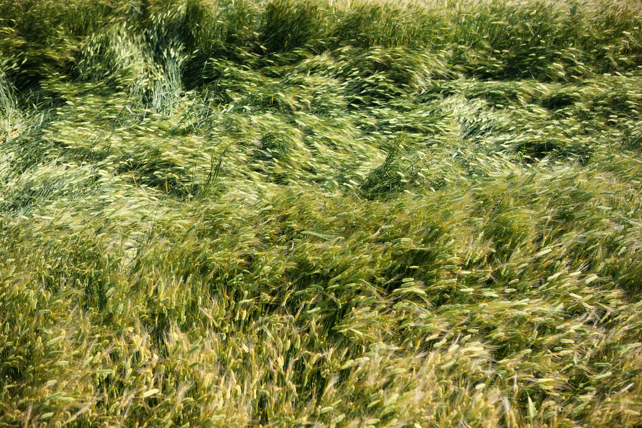 청산도 구들장논