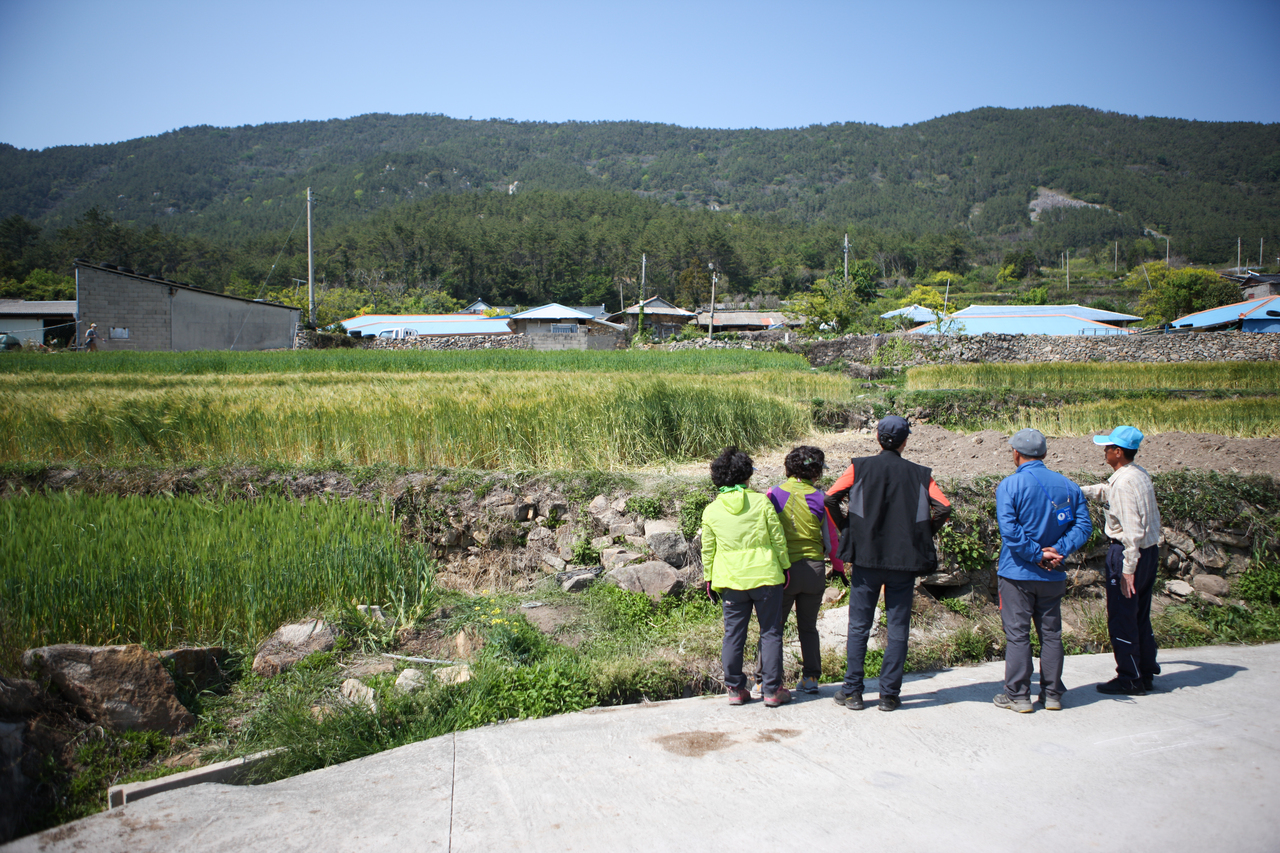 청산도 구들장논