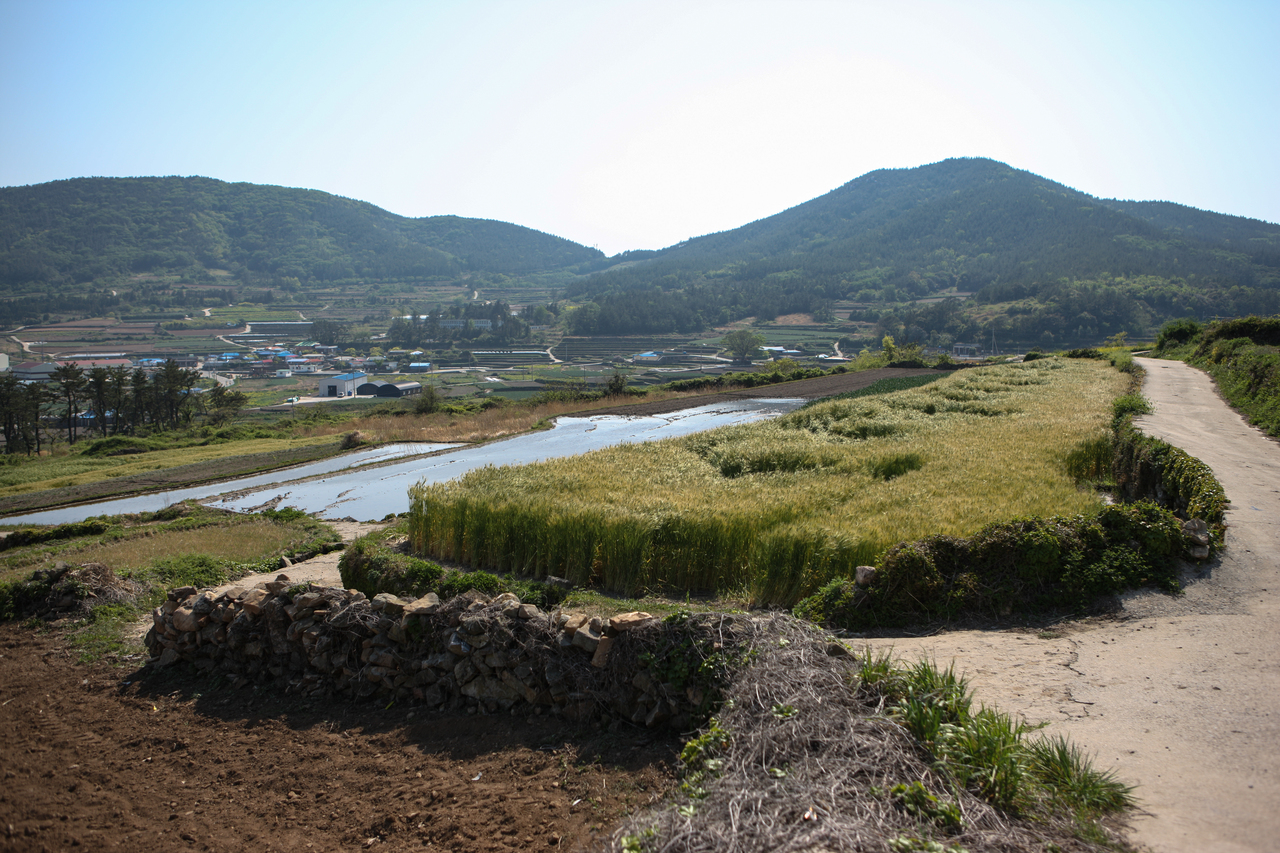 청산도 구들장논