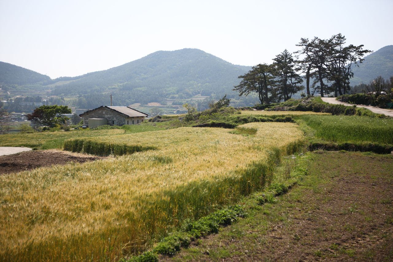 청산도 구들장논