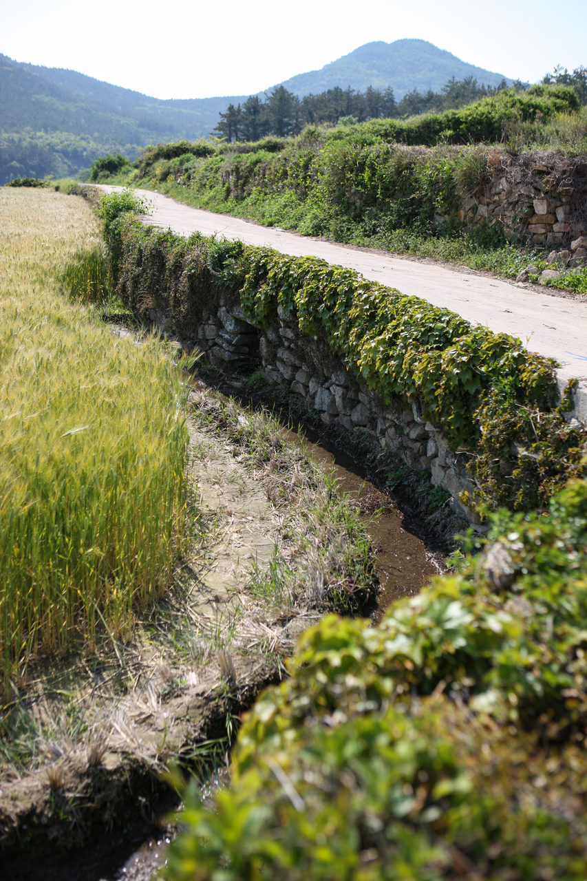 청산도 구들장논