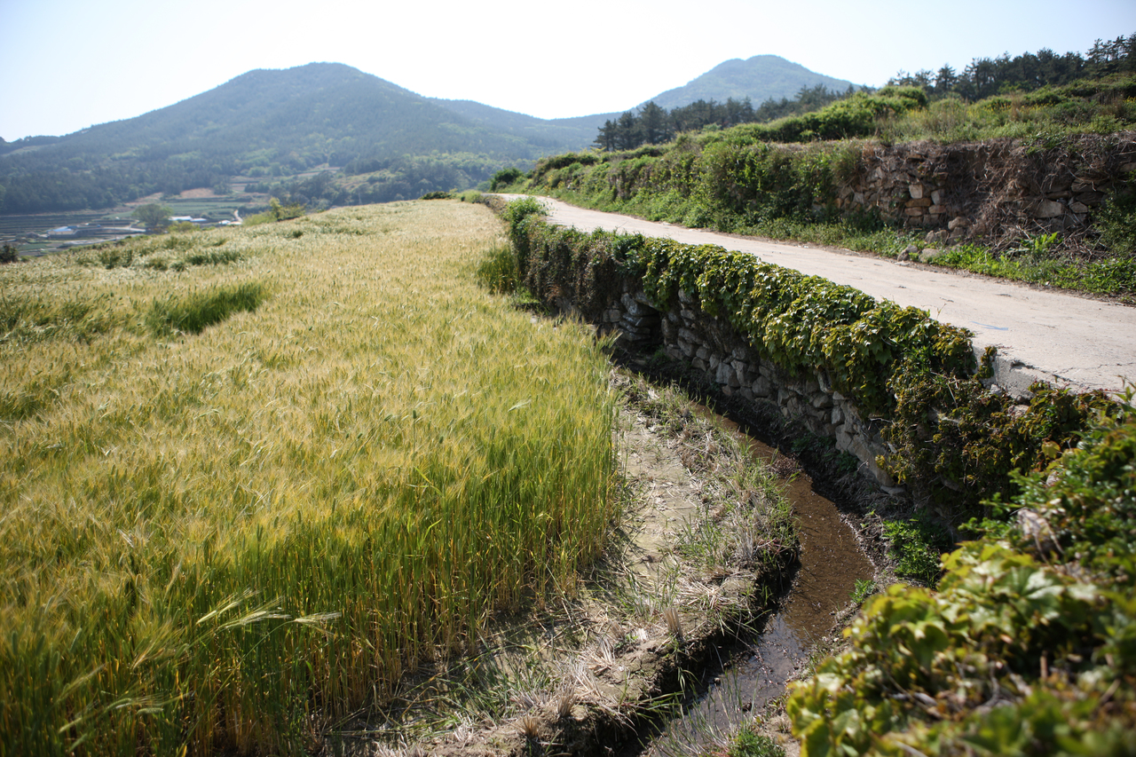청산도 구들장논