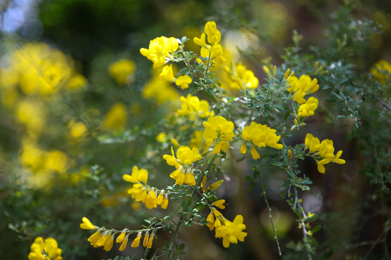 완도수목원(산림박물관)