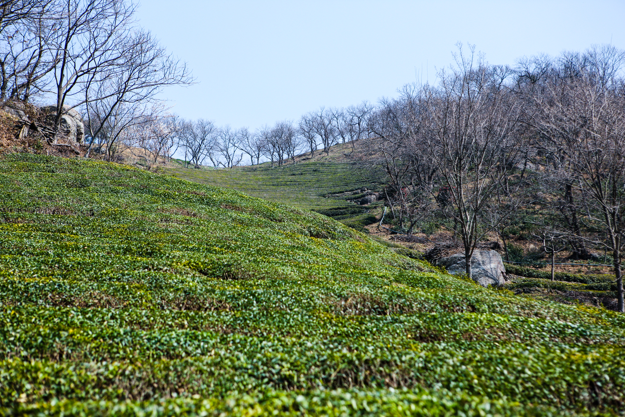 하동 야생녹차밭