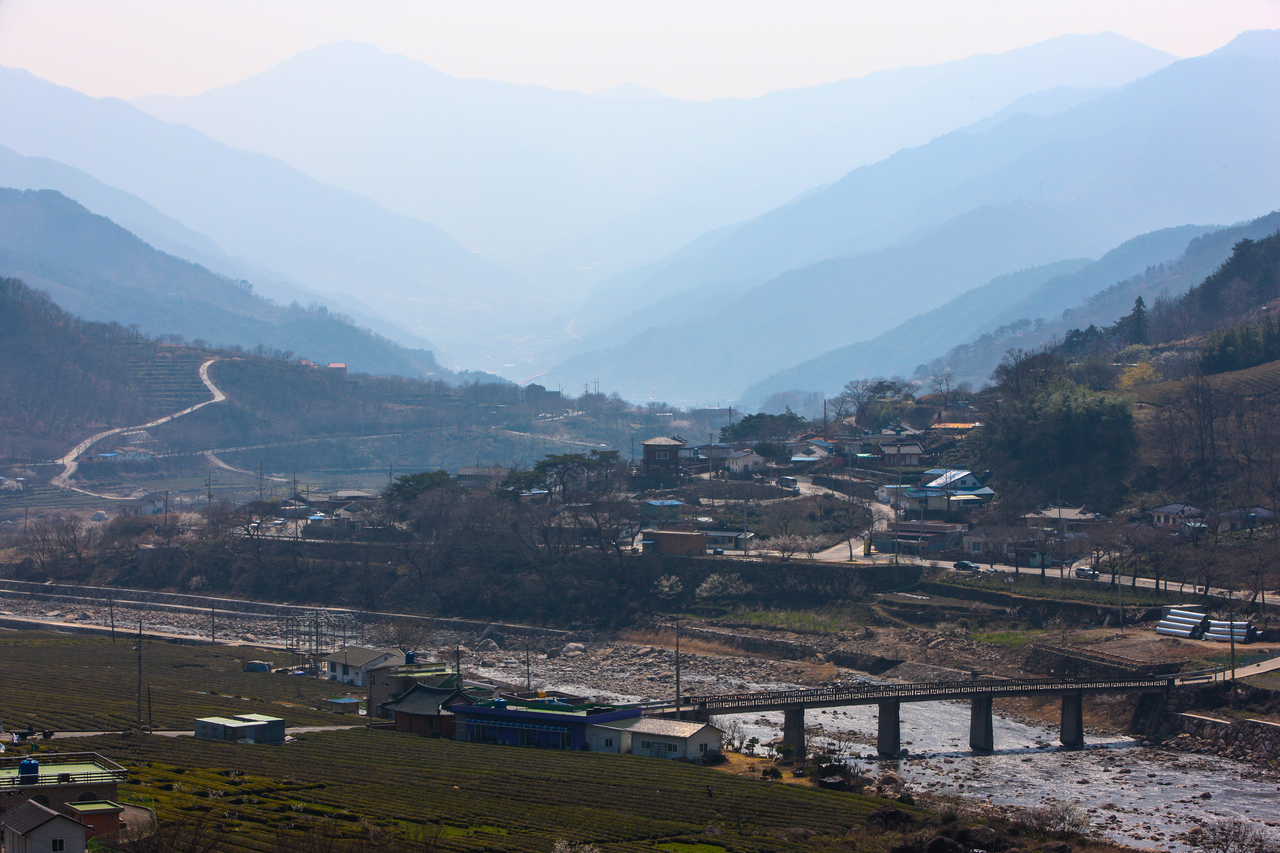 하동 야생녹차밭