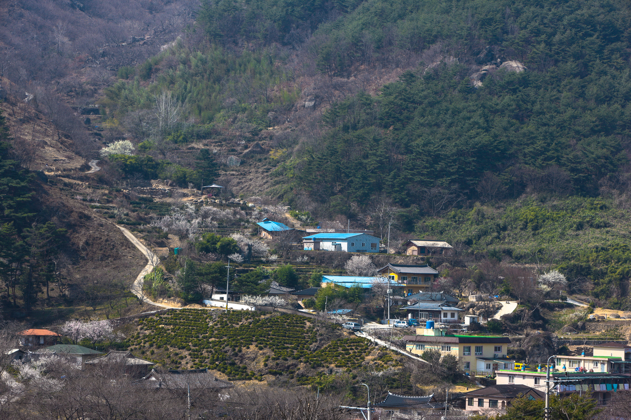 하동 야생녹차밭