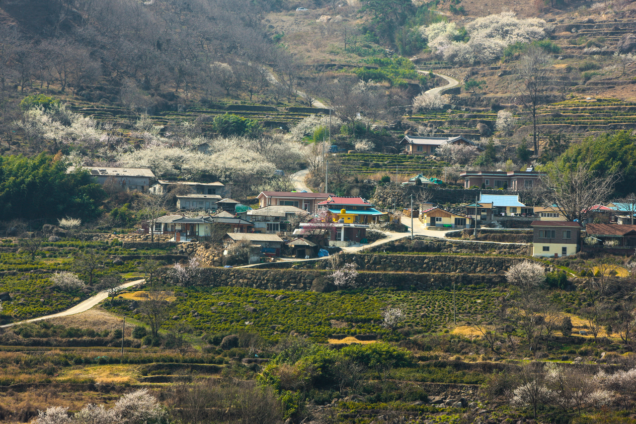 하동 야생녹차밭