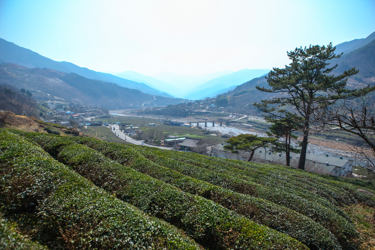 하동 야생녹차밭