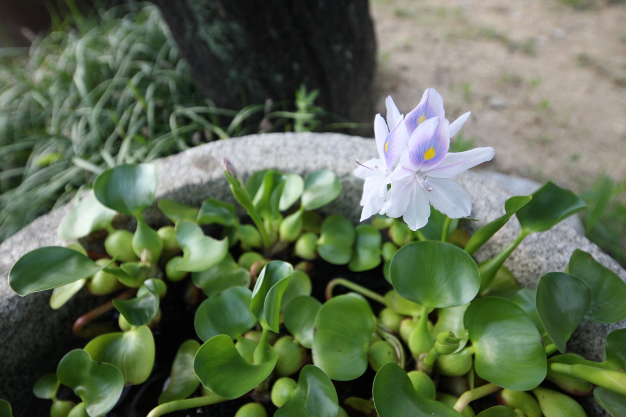 논산 명재고택(구 윤증고택)