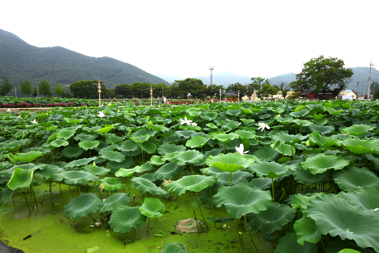 밀양연꽃단지