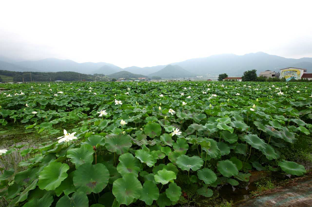 밀양연꽃단지