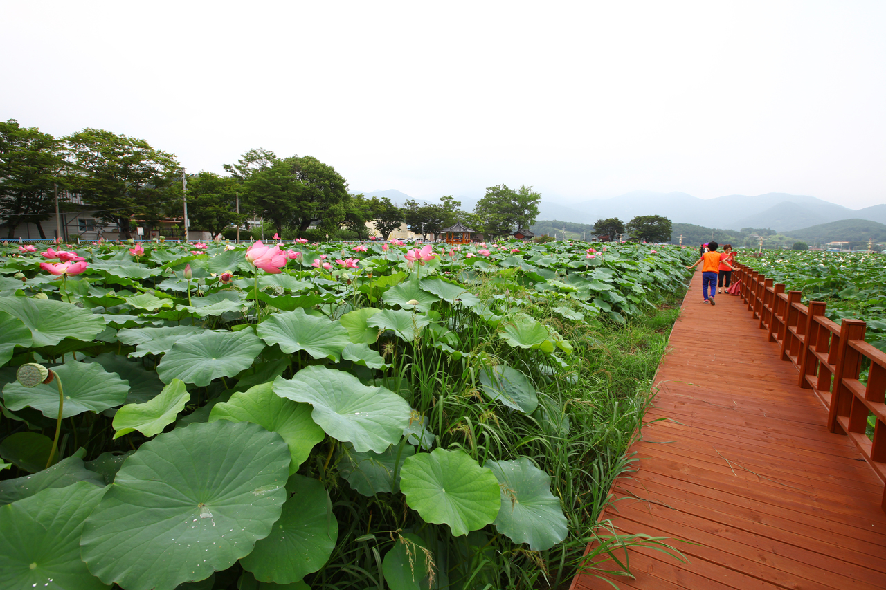밀양연꽃단지
