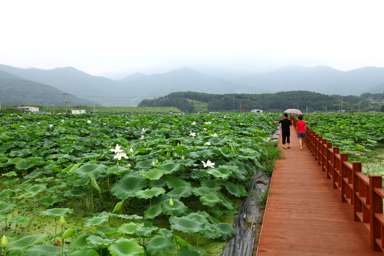 밀양연꽃단지