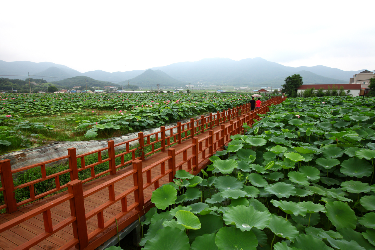 밀양연꽃단지