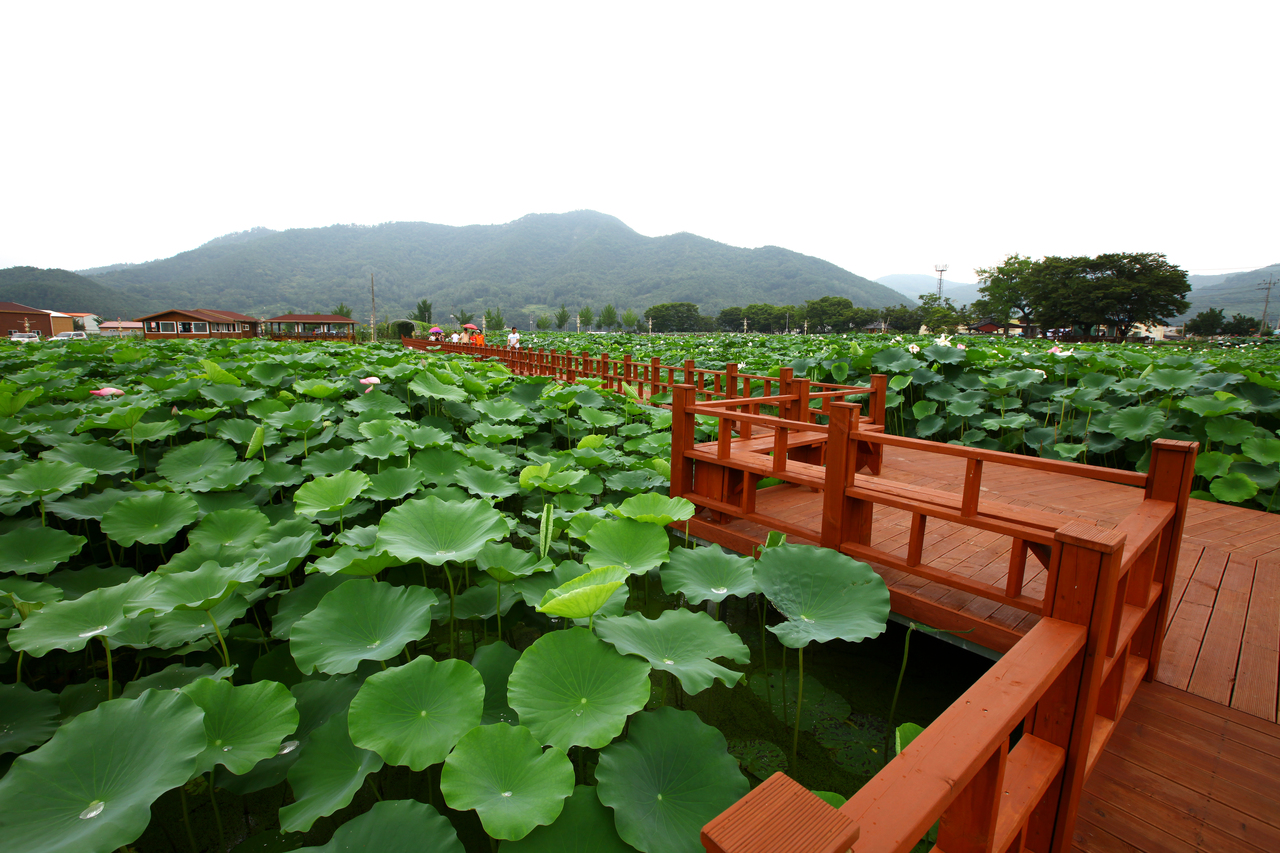 밀양연꽃단지