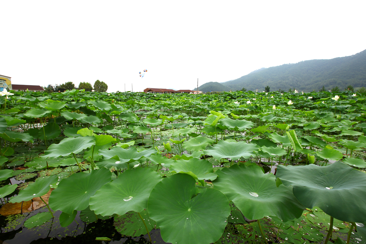 밀양연꽃단지