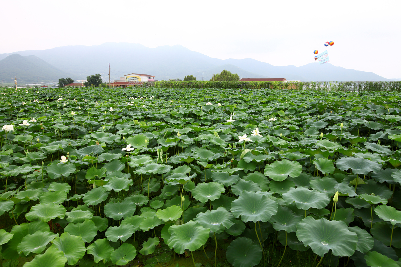 밀양연꽃단지