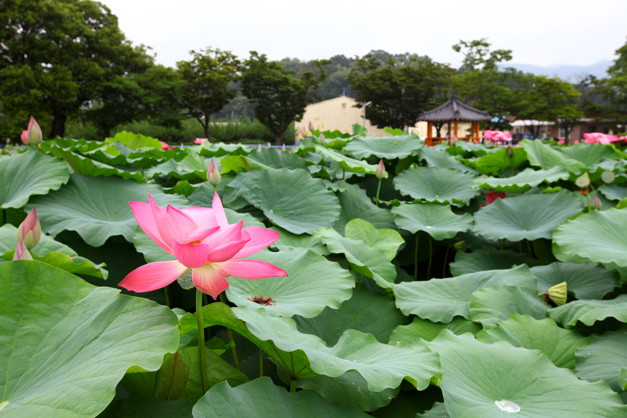 밀양연꽃단지