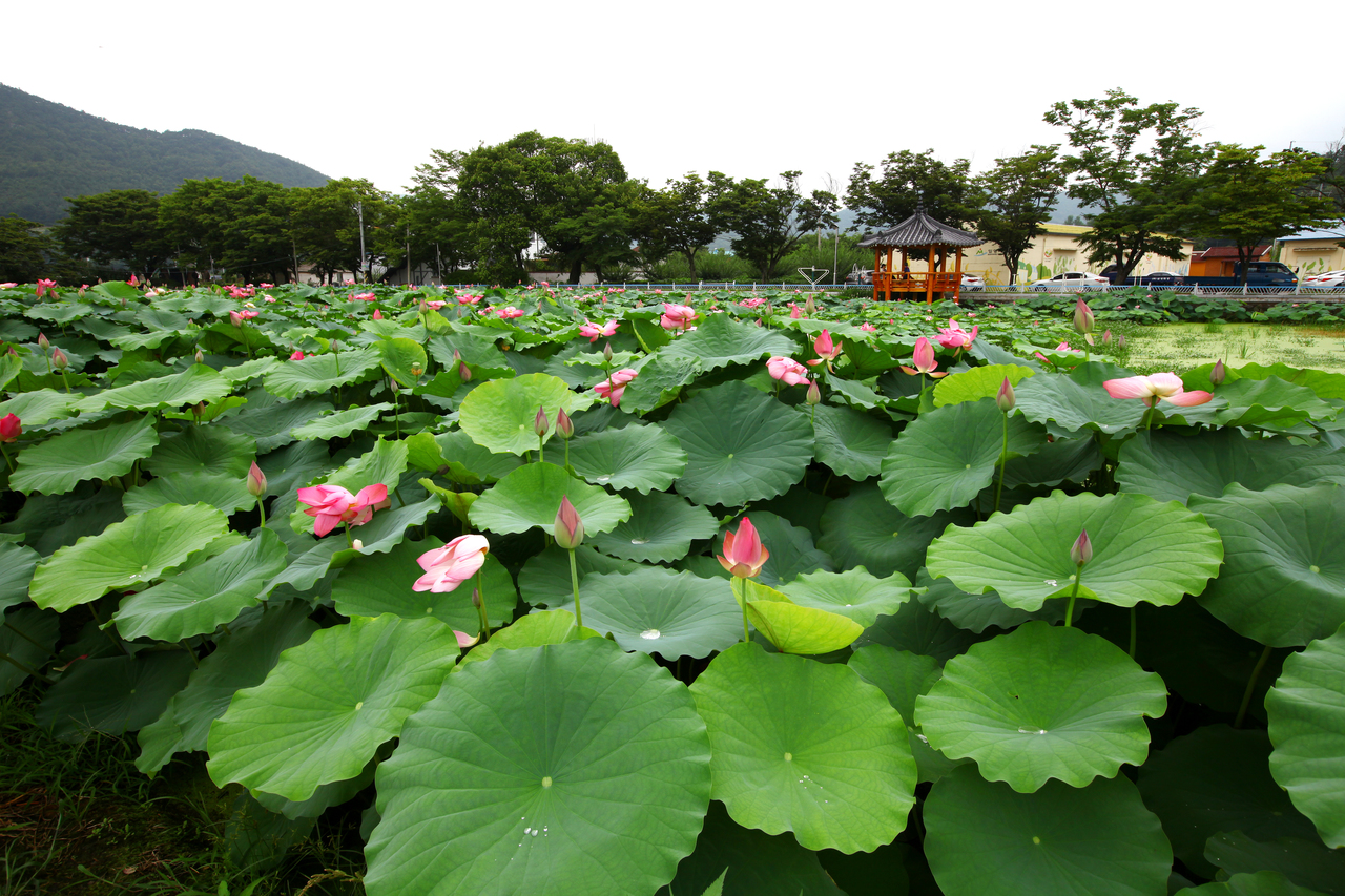 밀양연꽃단지