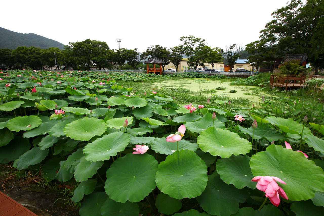 밀양연꽃단지