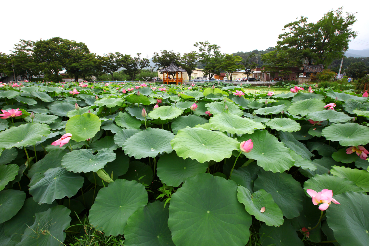 밀양연꽃단지