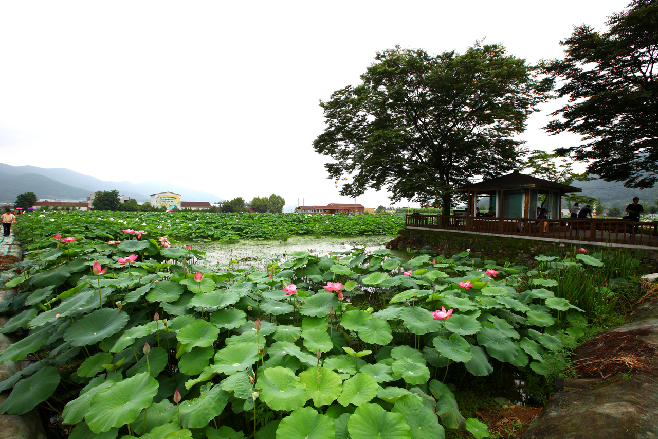 밀양연꽃단지