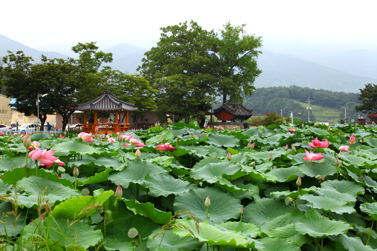 밀양연꽃단지