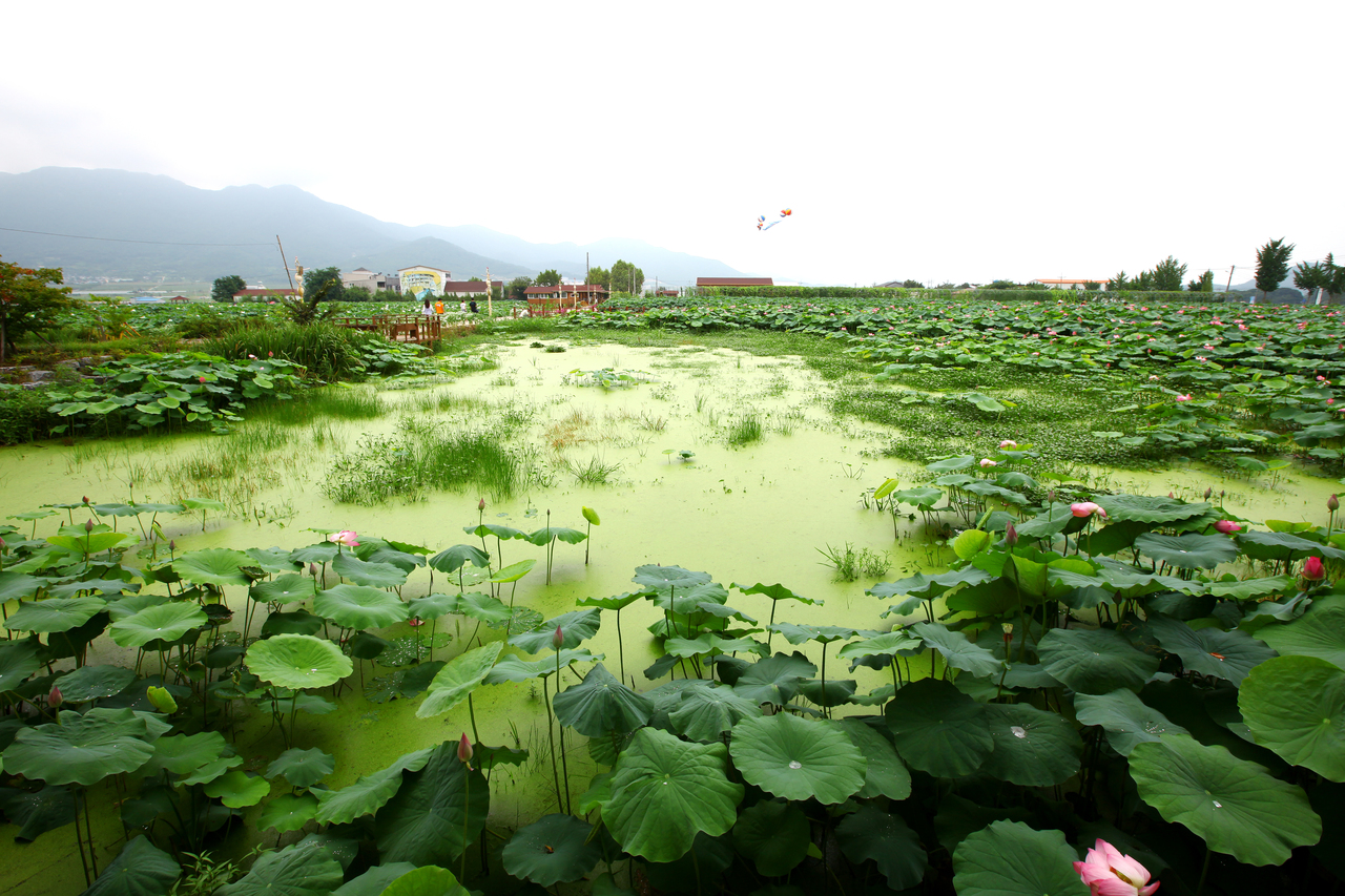 밀양연꽃단지