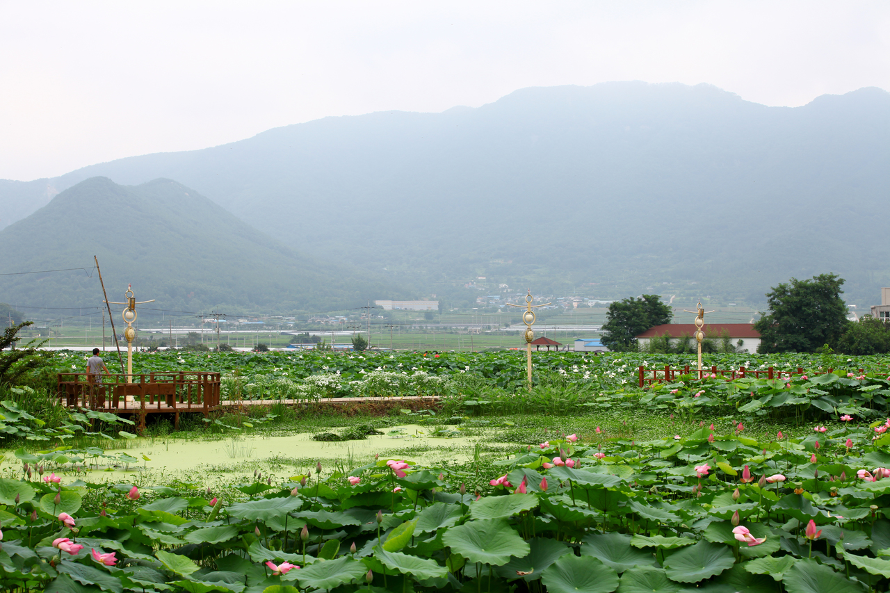 밀양연꽃단지