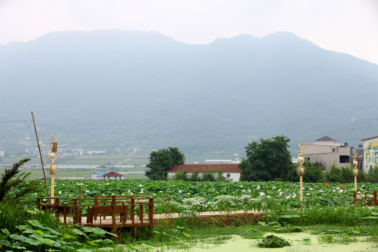 밀양연꽃단지