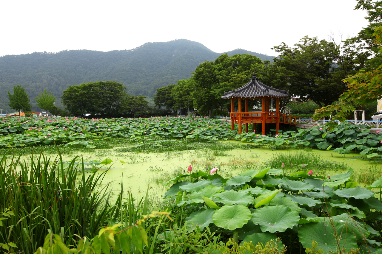 밀양연꽃단지