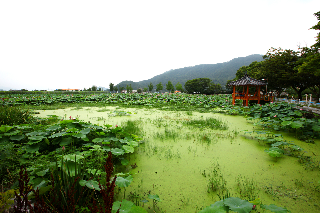 밀양연꽃단지
