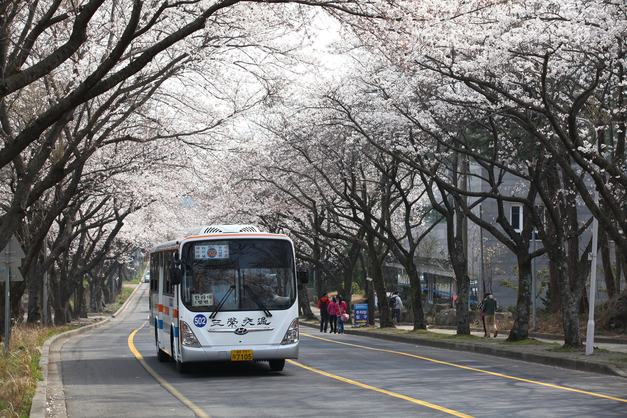 제주대 벚꽃길