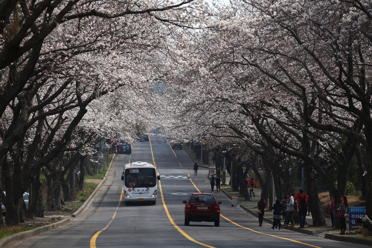 제주대 벚꽃길